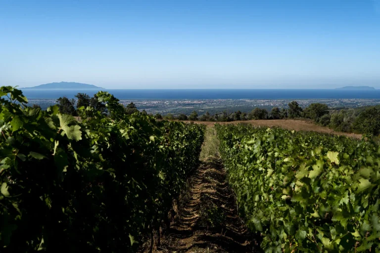 A Tuscan Dream in Each Drop