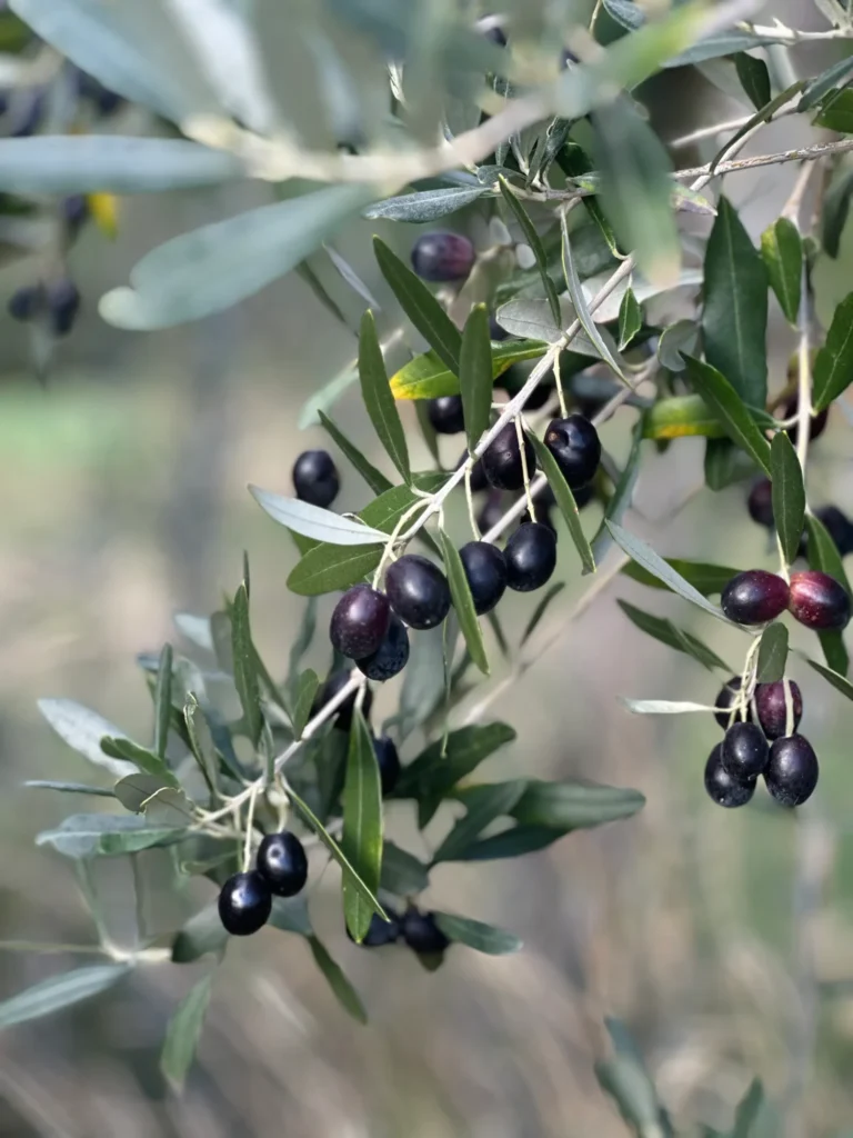 A Time for Giving Thanks